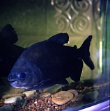 Fish in fish tank