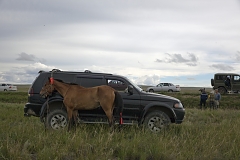 A horse tied to an off-road vehicle before the annual Naadym horse race. Owning horses is considered a matter of prestige and status by many Tuvans, and the Naadym race requires a lot of money and effort but rarely pays off.