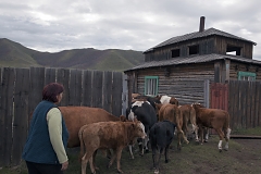 Bayir-Kys Banchyk gets her cows and bulls into her courtyard after they returned from summer pastures. Mrs Banchyk, 40, a mother of three and native of this remote Kachyk area in southeastern Tuva bordering Mongolia, holds a well-paying government job of director of the village hall and has about 180 of own cows, several horses, and yaks. After the breakup of the Soviet Union citizens were allowed to raise stock of their own, and many Tuvans who had earlier been forced to abandon their thousand-year-old stock farming practices by the Soviet regime are gradually returning to the lifestyles of their stock farming ancestors.