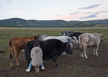 Valentina Kenden milking a yak in the Kachyk river valley - a remote area in southeastern Tuva bordering Mongolia. Mrs Kenden normally lives in Erzin - the district center - where she works as a nurse but on vacation she comes back to her family yurt and helps her parents and brother with their cattle - sheep, cows and yaks.