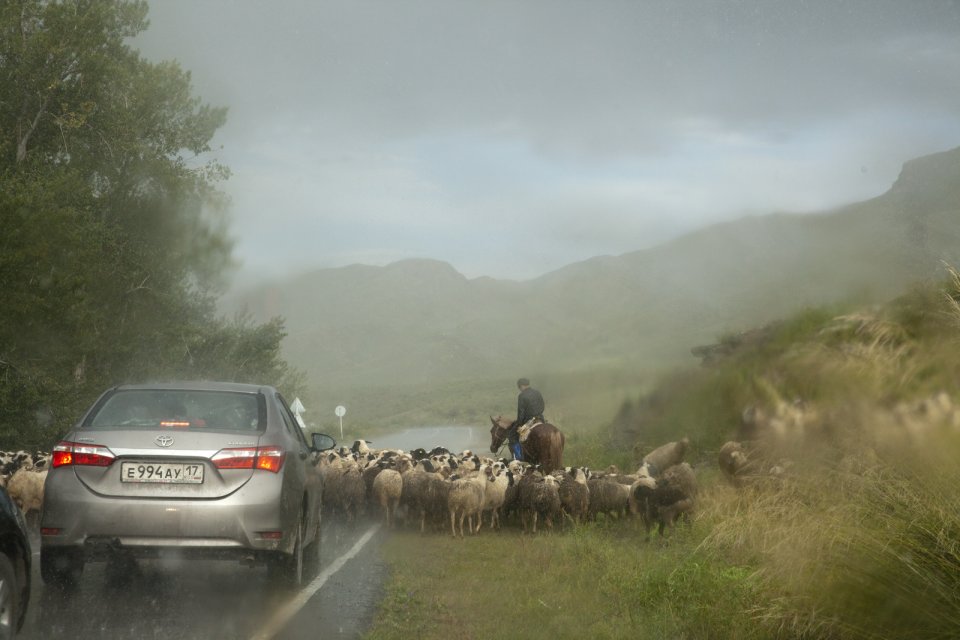A young shepherd on a horse with his sheep on a road in western Tuva under a heavy rain. After the construction of Sayano-Shushenskaya hydroelectric dam on river Yenissei in the neighboring Krasnoyarsk Territory in the 1980s, locals have been observing a drastic change in climate - the latter becoming warmer and more humid, with heavy and abrupt rains.